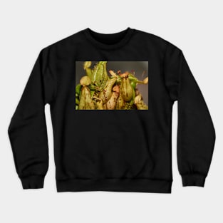 Nepenthes Crewneck Sweatshirt